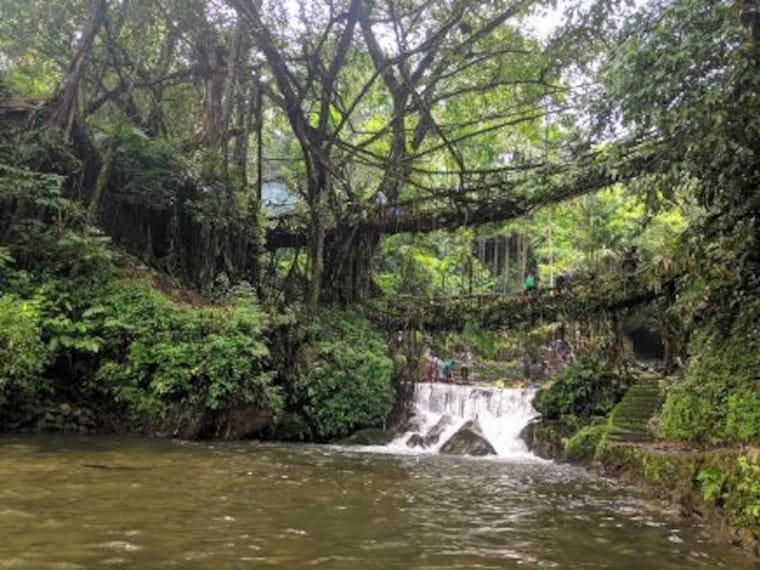 Double Decker Living Root Bridges-5